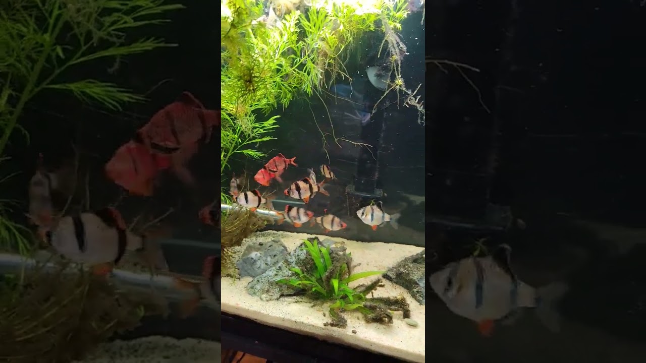 Tiger barbs love tubiflex worms from omega one .