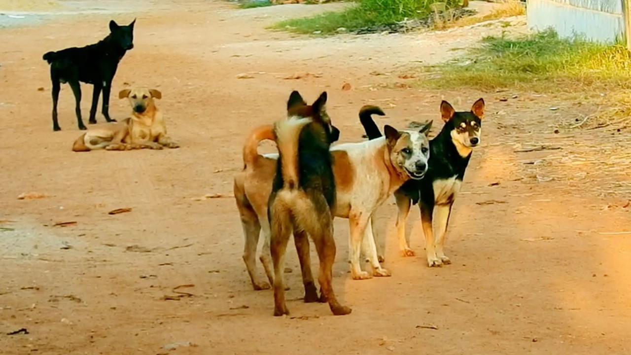 Love sweet life happy to meeting many many dog they try to hugs young girl good life
