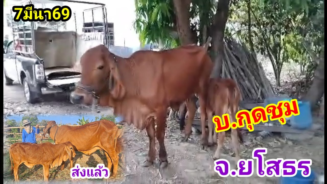 จัดส่งโดยบ่าวยันต์/ทีมงานพ่อวาน/7มีนา69