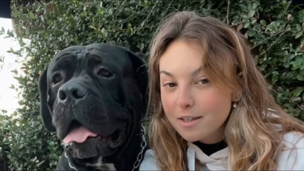 68 Kilo Cane Corso lag vor ihrer T&uuml;r &ndash; was er um 247 Uhr nachts tat, rettet ihr Leben