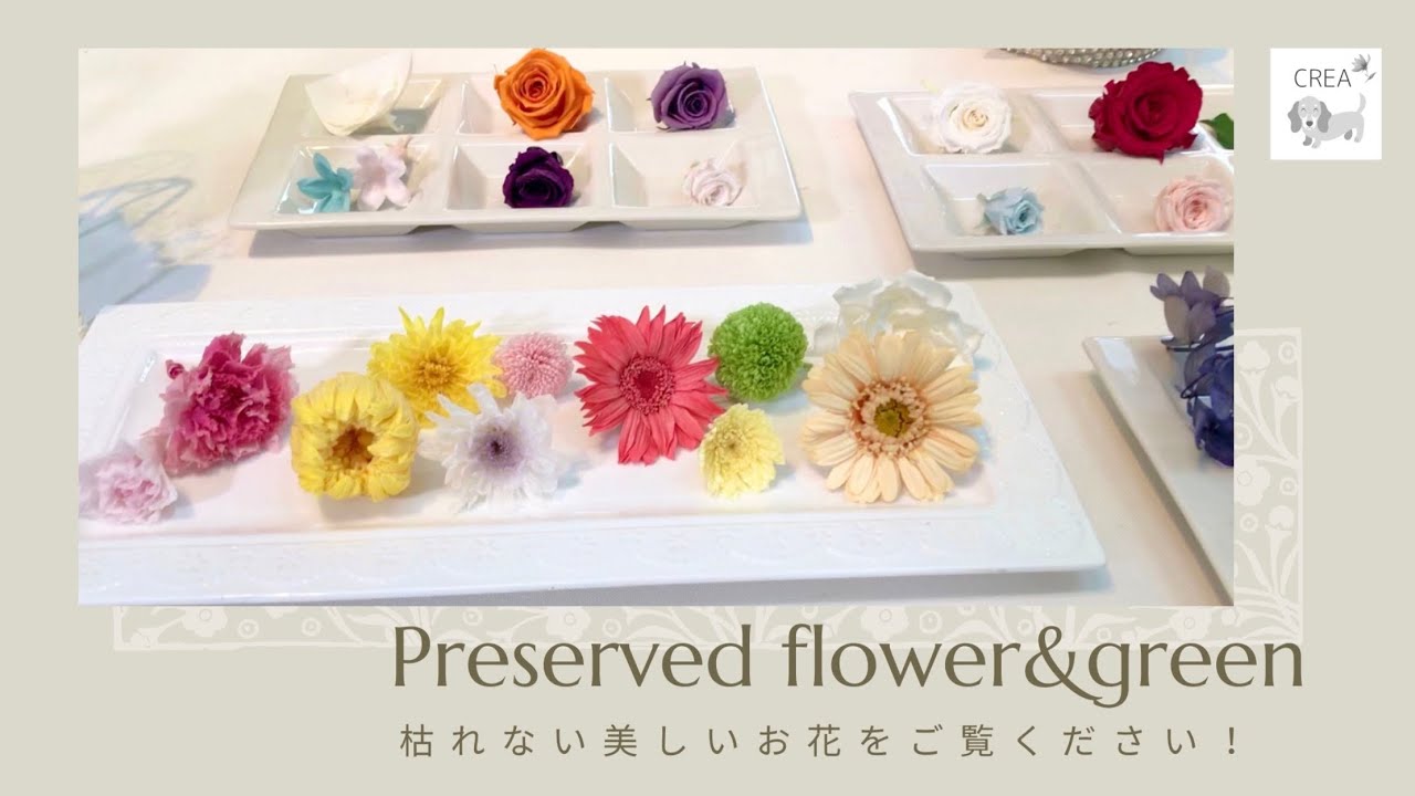 【プリザーブドフラワーとは】13年後のお花お見せします！どんなお花か詳しく説明♪#60