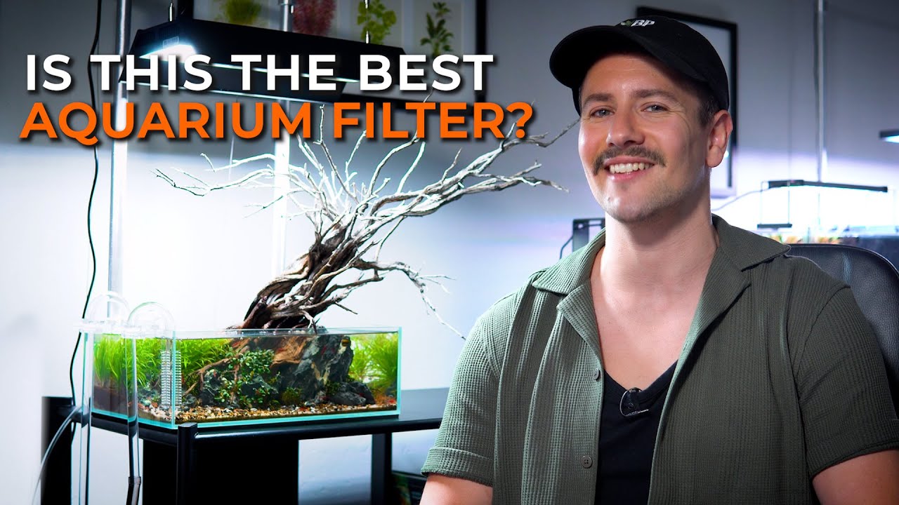 The Best Type of Aquarium Filter and Why It's the External Canister