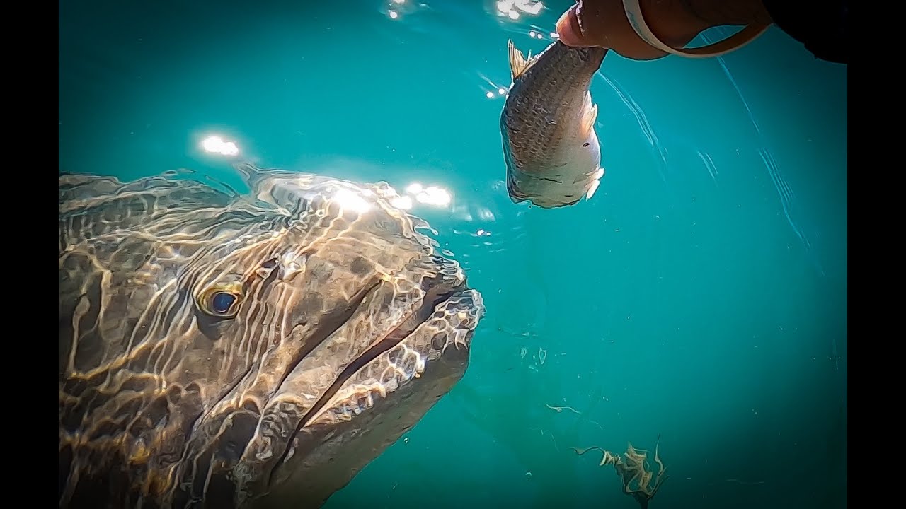 I went to Cooktown and fed the Groper!