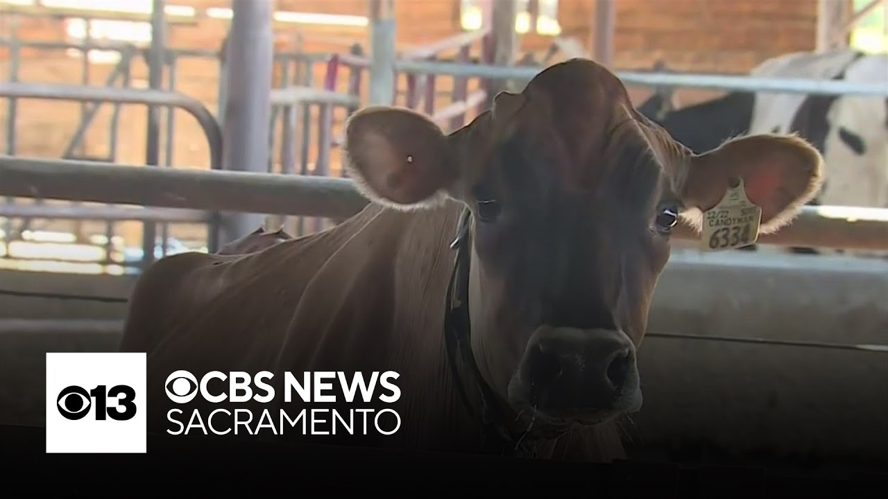 San Joaquin County dairy farmers brace for impact of Canada's retaliatory tariffs