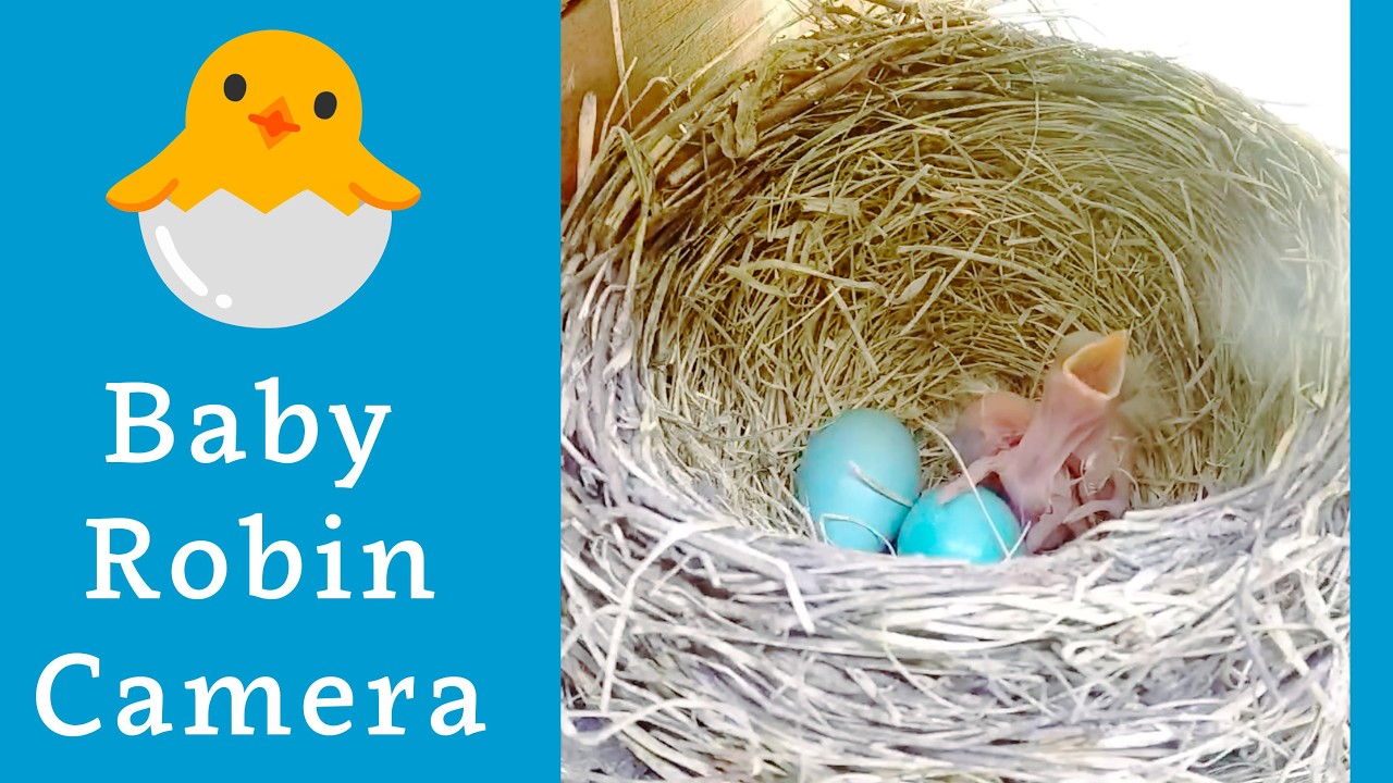 Robin Nest Camera - May 11, 2026 Pt. 2 - Fledge Watch! 🪺 Baby bird livestream 🐣🐣🐣