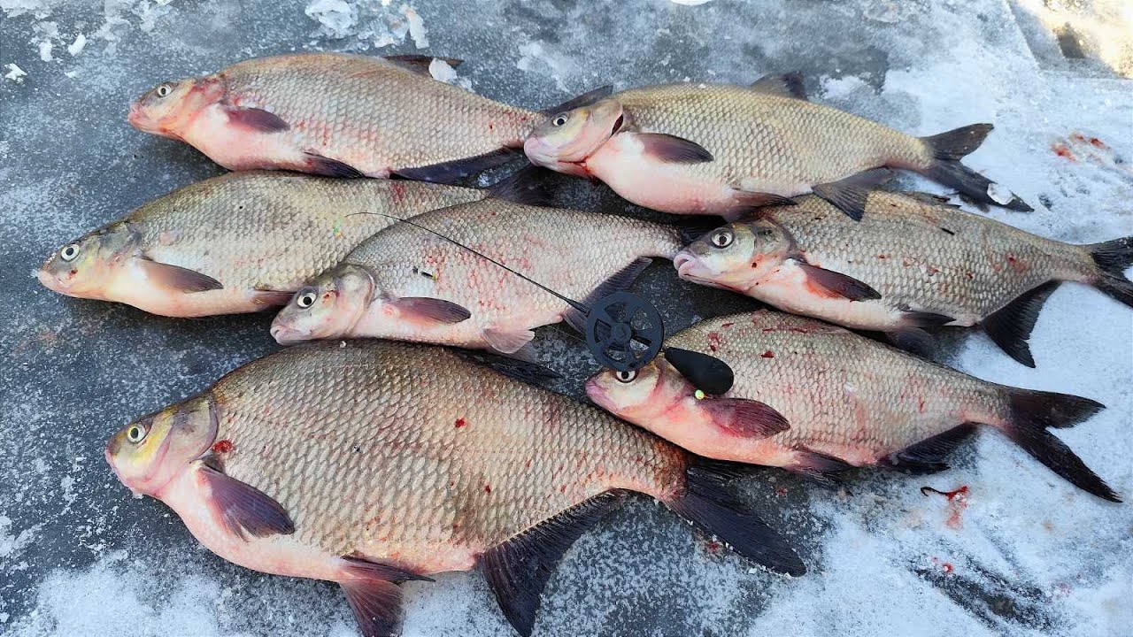 ЗДОРОВЕННІ ЛЯЩІ ЛОПАТИ ВИКРУЧУЮТЬ РУКИ. Зимова рибалка на ляща