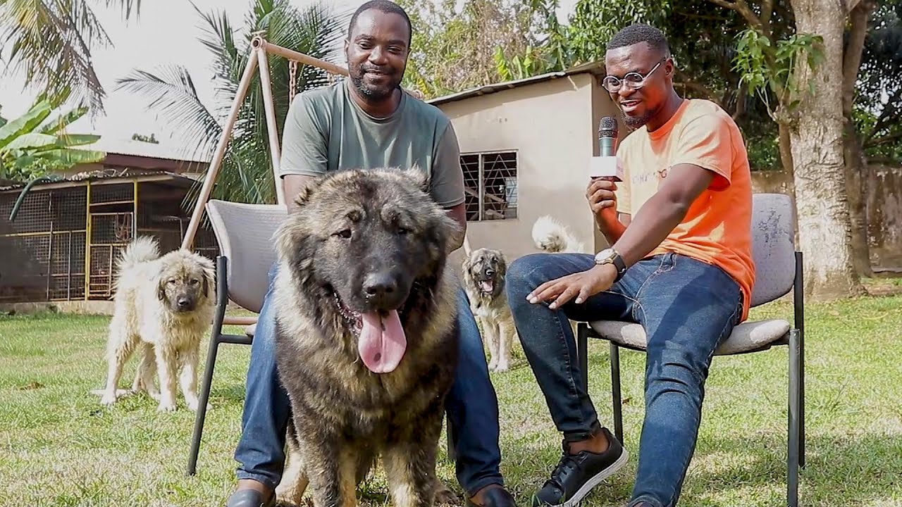 He lost all 15 dogs in just two weeks | A visit to Genation Kennel (Caucasian Shepherd Kennel)