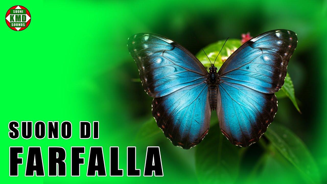 Il suono della Farfalla: Il vero fruscio delle ali &ndash; SUONI DI ANIMALI 🦋