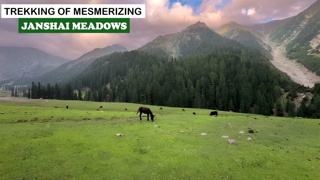 Janshai Meadows of Kalam | Swat Valley | Travel Pakistan