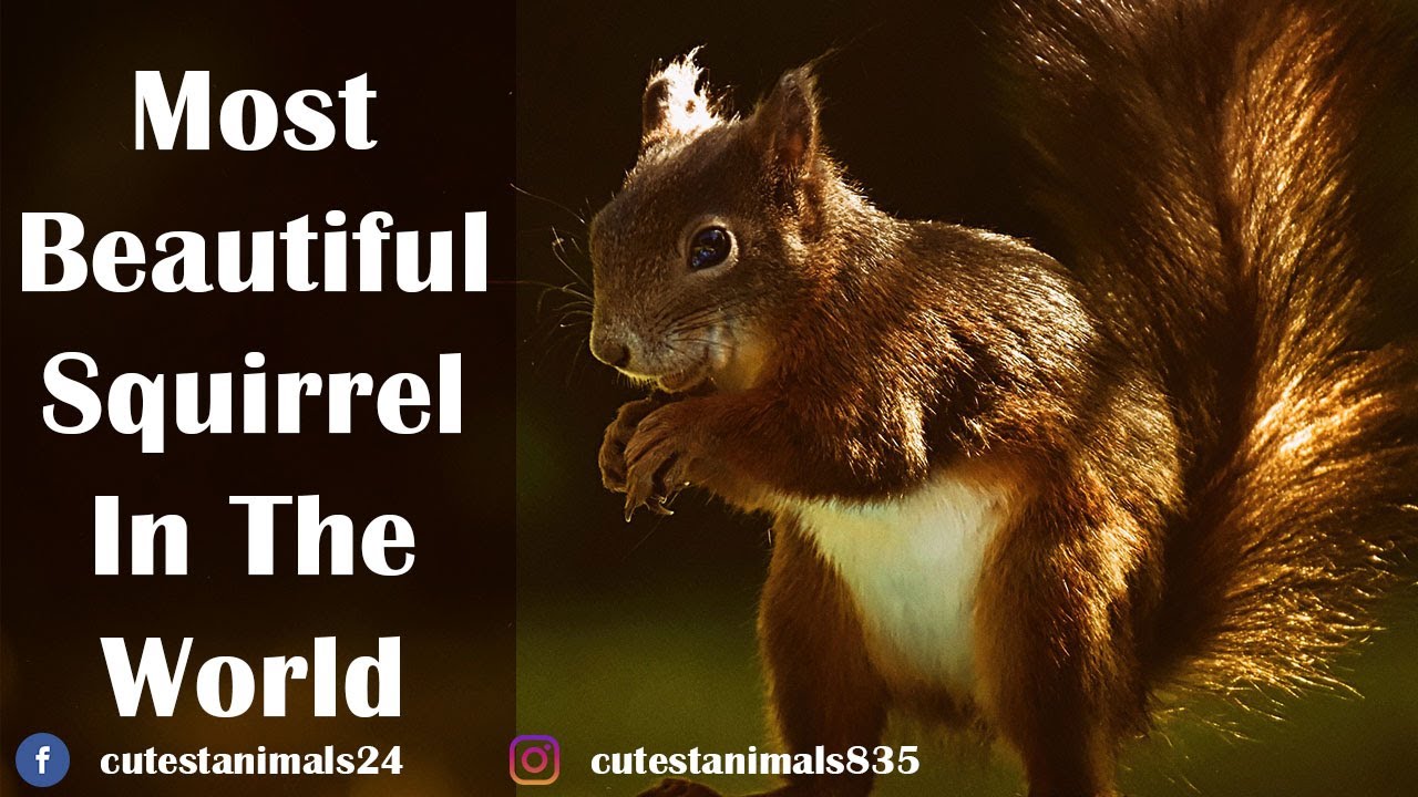 Most Beautiful Squirrel In The World