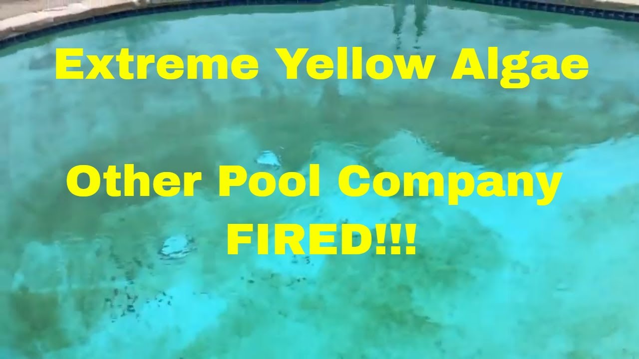Extreme YELLOW ALGAE  - Other Company FIRED!!!