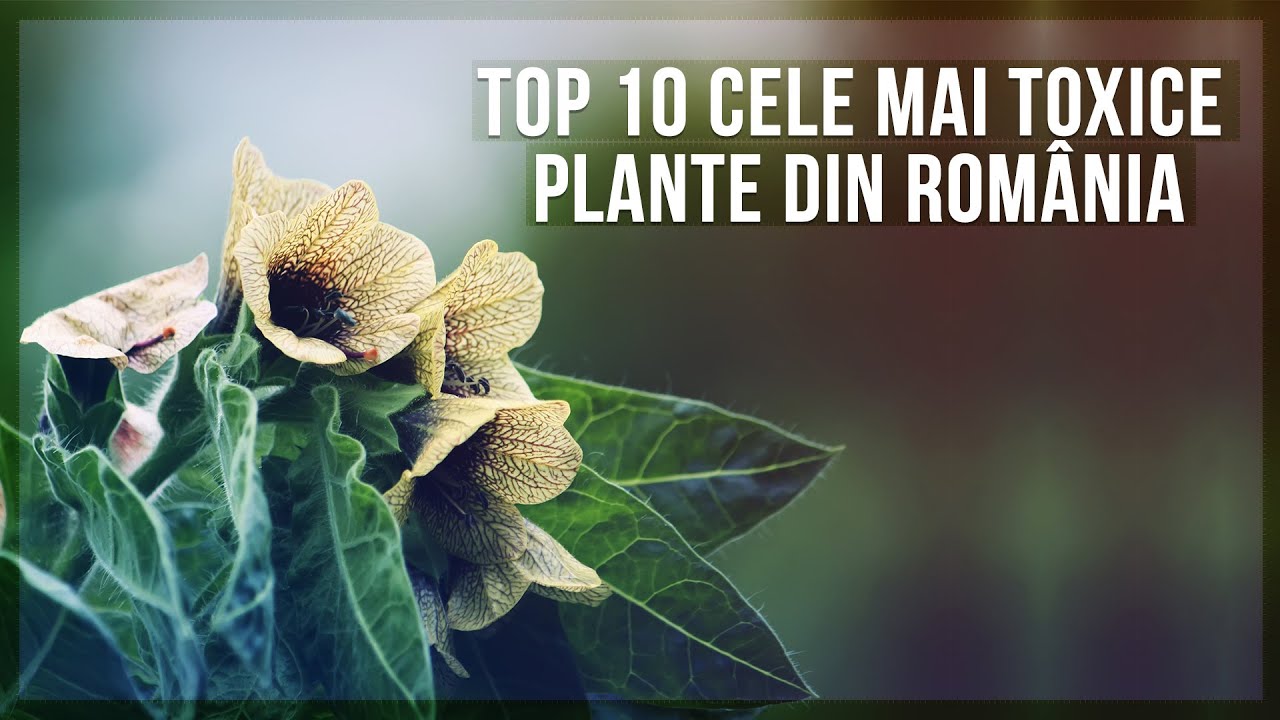 Top 10 cele mai toxice plante din România