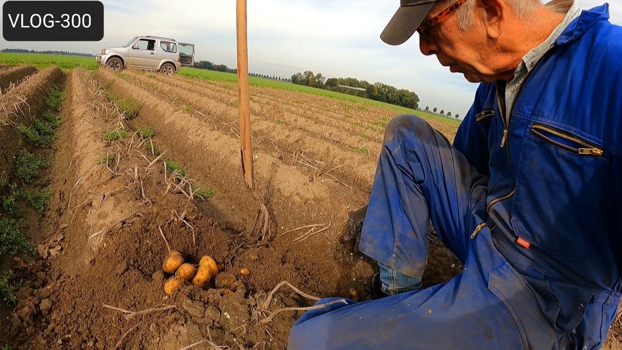 FARMVLOG #300 kunnen we al aardappelen rooien? stand winterpeen