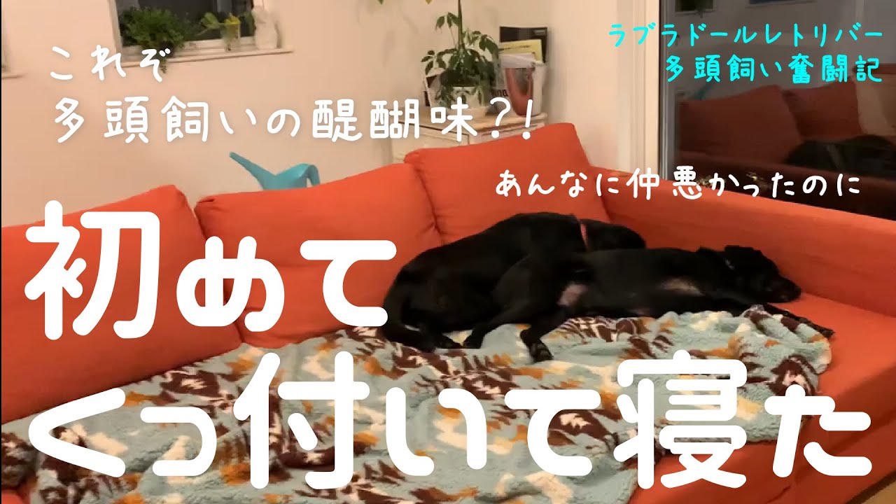 【ラブラドール多頭飼いの醍醐味？！初めてくっ付いて寝た】〜ラブラドールレトリバー多頭飼い奮闘記〜