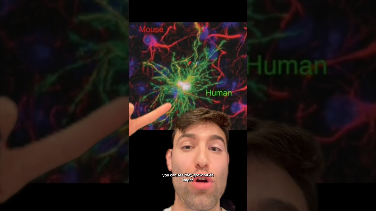 Other brain cells control moods and brain states!