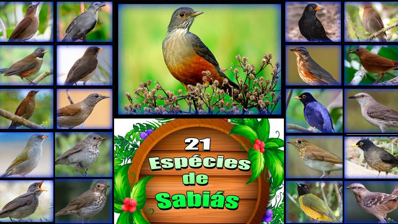 21 ESPÉCIES DE SABIÁS - Seu Canto, Suas Características, Seus Hábitos