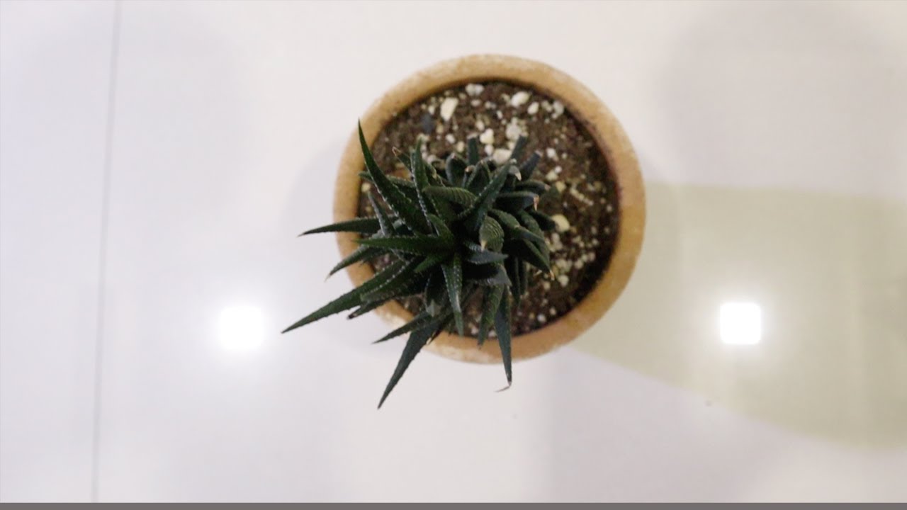 Frosted claw - Howarthia reinwardtii - 35