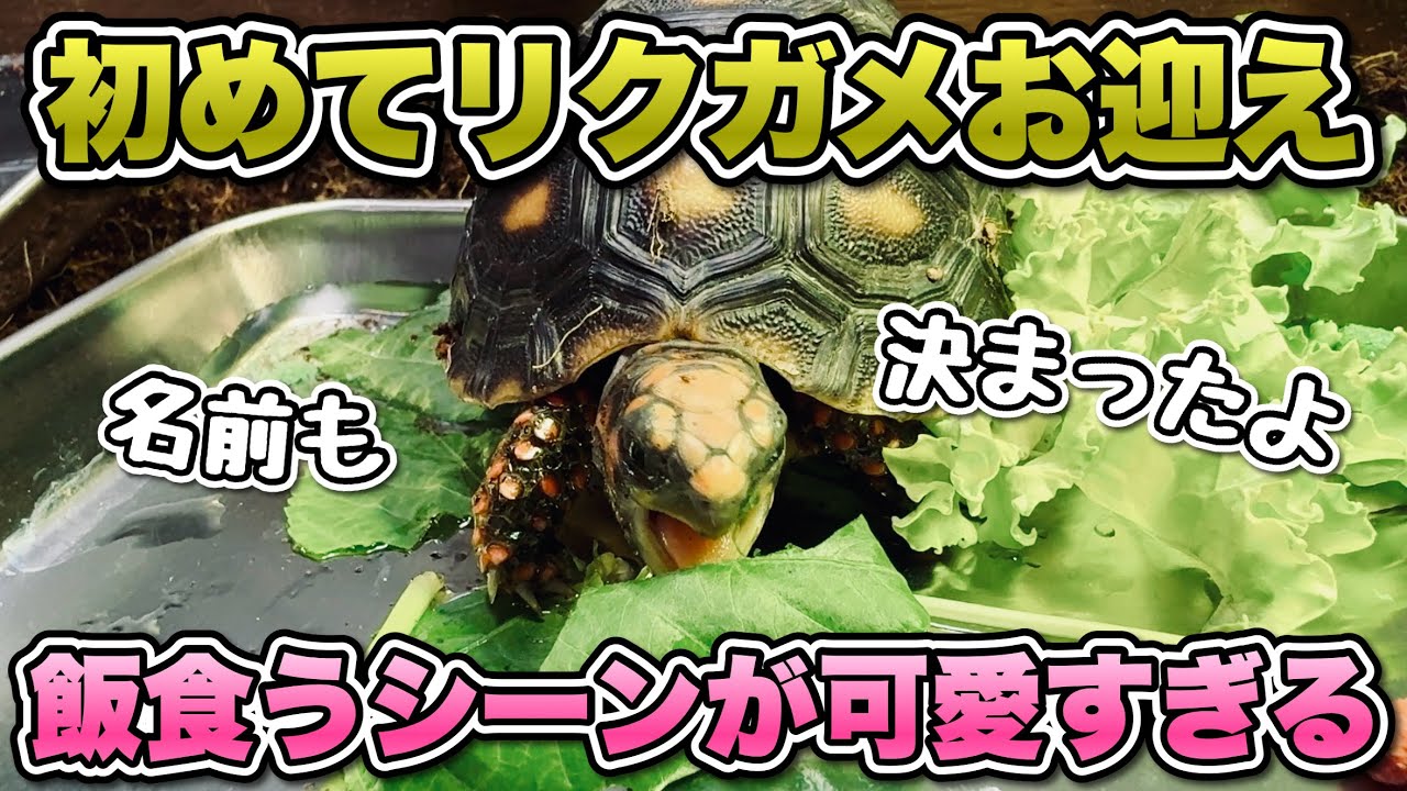 【リクガメ】ミズガメ専門チャンネルが初めてのリクガメのお迎え！アドバイスお願いします！【アカアシガメ】
