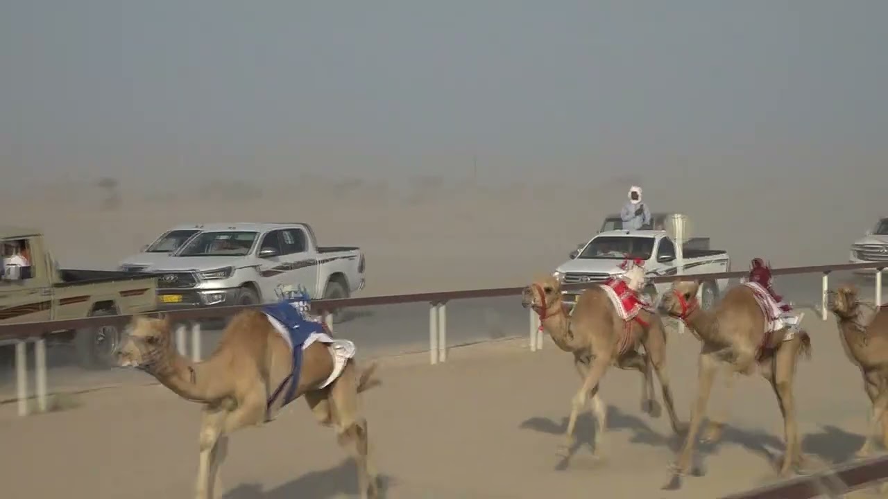 ✅ الشوط8.. م١.شاهين/سعيد علي سالم البلوشي2:10.53 الأبيض تاهيلات الظافر 14/3/2026