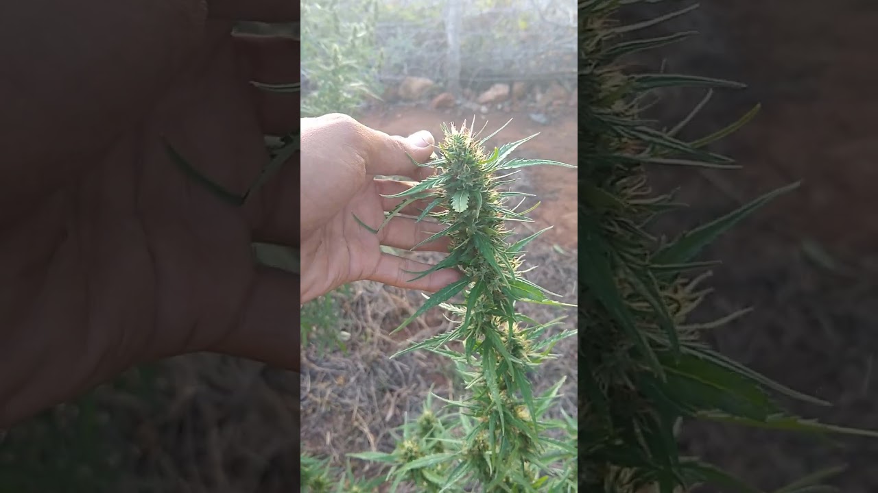 CULTIVO de CANABIS SATIVA/sementes de prensado no outdoor/ cultivo org&acirc;nico/ATUALIZA&Ccedil;&Atilde;O!