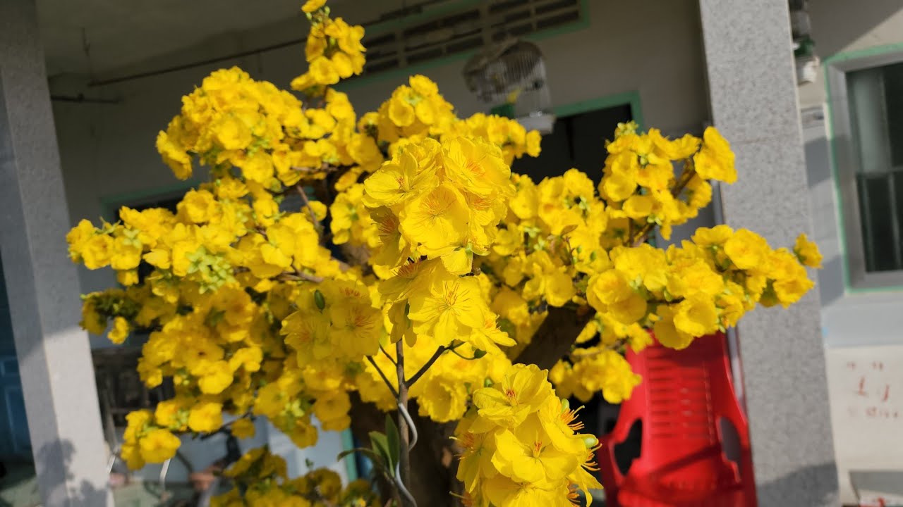 Mai Giảo Ông Thầy Và Như Ý Nở Rộ
