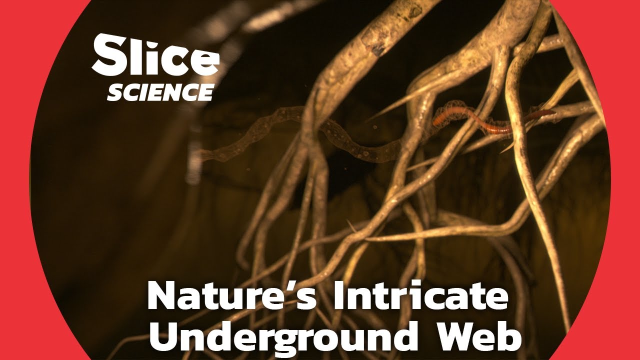 How Our Astonishing Underground Ecosystem Creates the Soil | SLICE SCIENCE