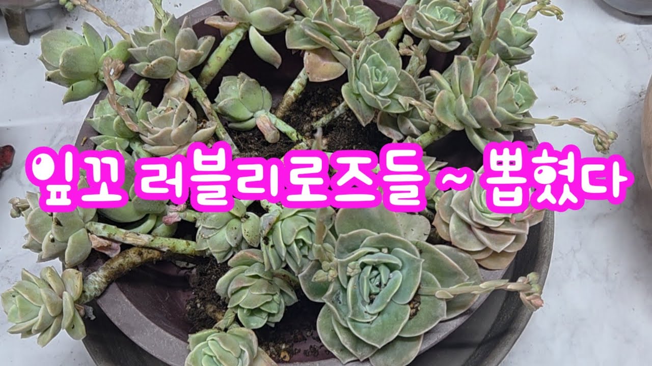 밭에서 키우던 잎꼬 러블리로즈들, 엄마가 뽑아버리셨어요 ~💕 화분에 넣어서 키워보겠습니다 💕