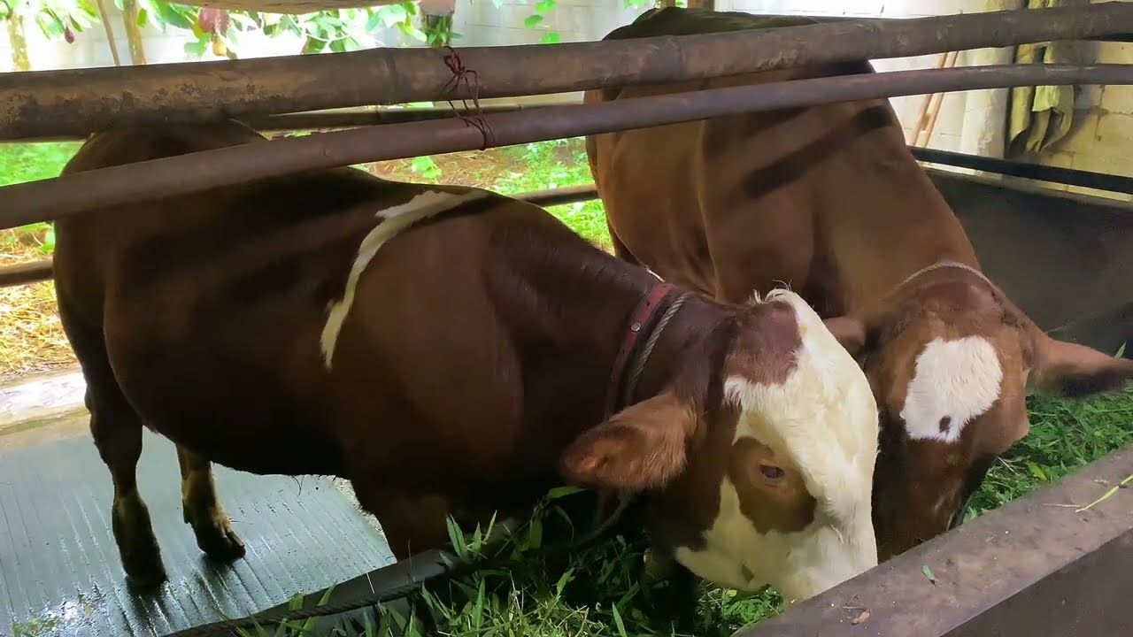 Cara Orang Kampung Manfaatkan Singkong untuk pakan Sapi