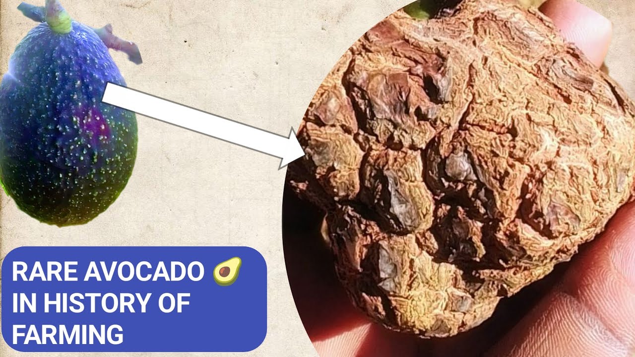РЕДКИЙ АВОКАДО 🥑 В ИСТОРИИ ФЕРМЕРСТВА. ..