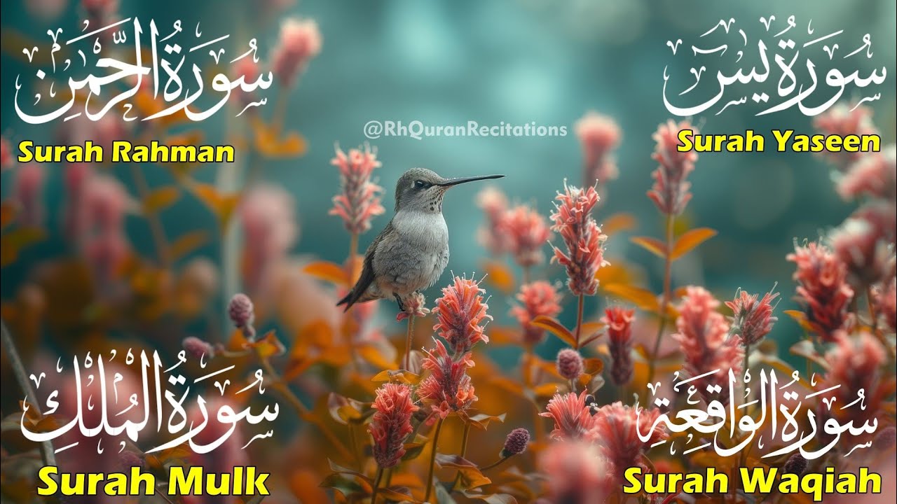 Beautiful Surah Yaseen (Yasin) | Surah Rahman | Surah Waqiah | Surah Mulk | Episode 80