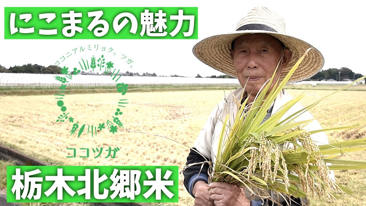 【栃木のお米】とちぎ本郷米にこまるを生産する農家 -Report from Tochigi Pref, Japan-