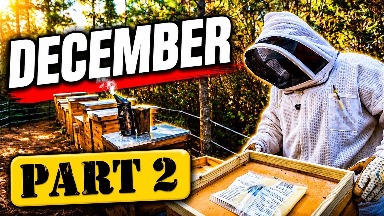 Декабрь, часть 2 | #colesfarmnc #jacksonvillenc #beekeeping