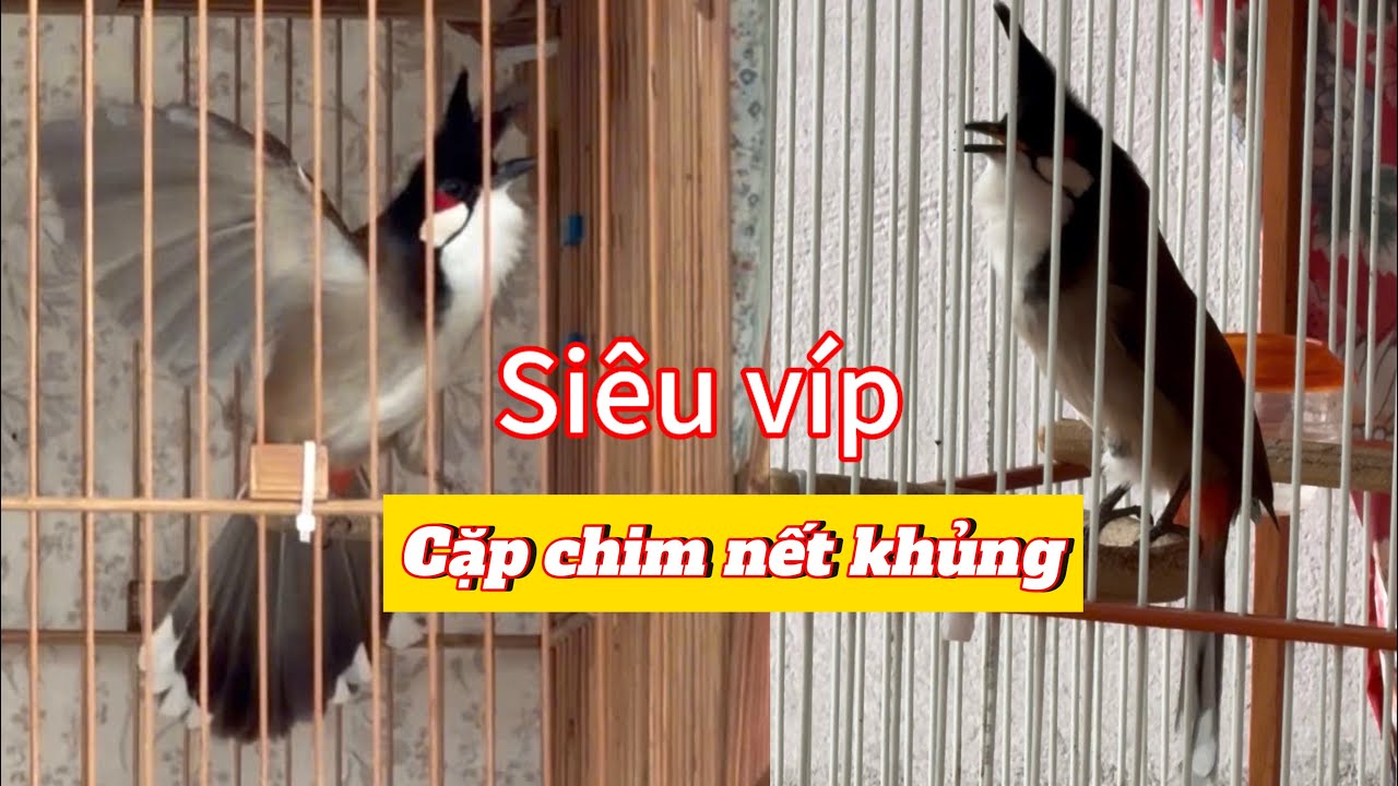CB tê quỷ phách nết cực khủng dí đè chim gắt. Càng chơi càng hay mãn nhãn 