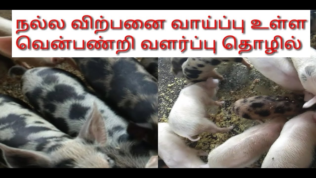 நல்ல விற்பனை வாய்ப்பு உள்ள வென்பன்றி  வளர்ப்பு தொழில்