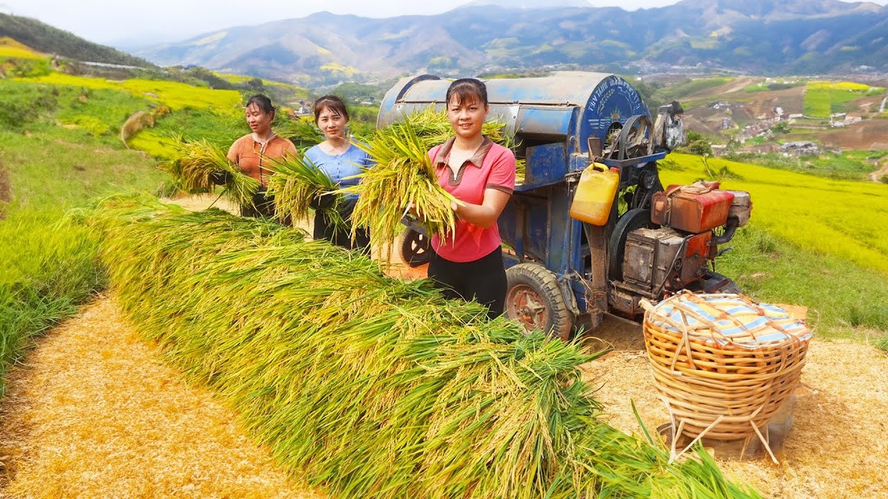 Phuong & Nhat Harvesting Rice To Earn a Living, Working hard every day | Tiểu Vân Daily Life