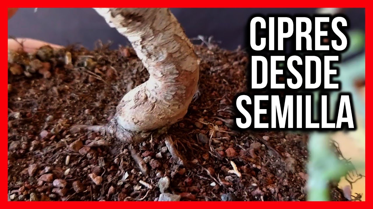 BONSAI CULTIVO EN COLADOR (LOS RESULTADOS) CIPRES CON NEVARI maceta de 1 LITRO DE SUSTRATO