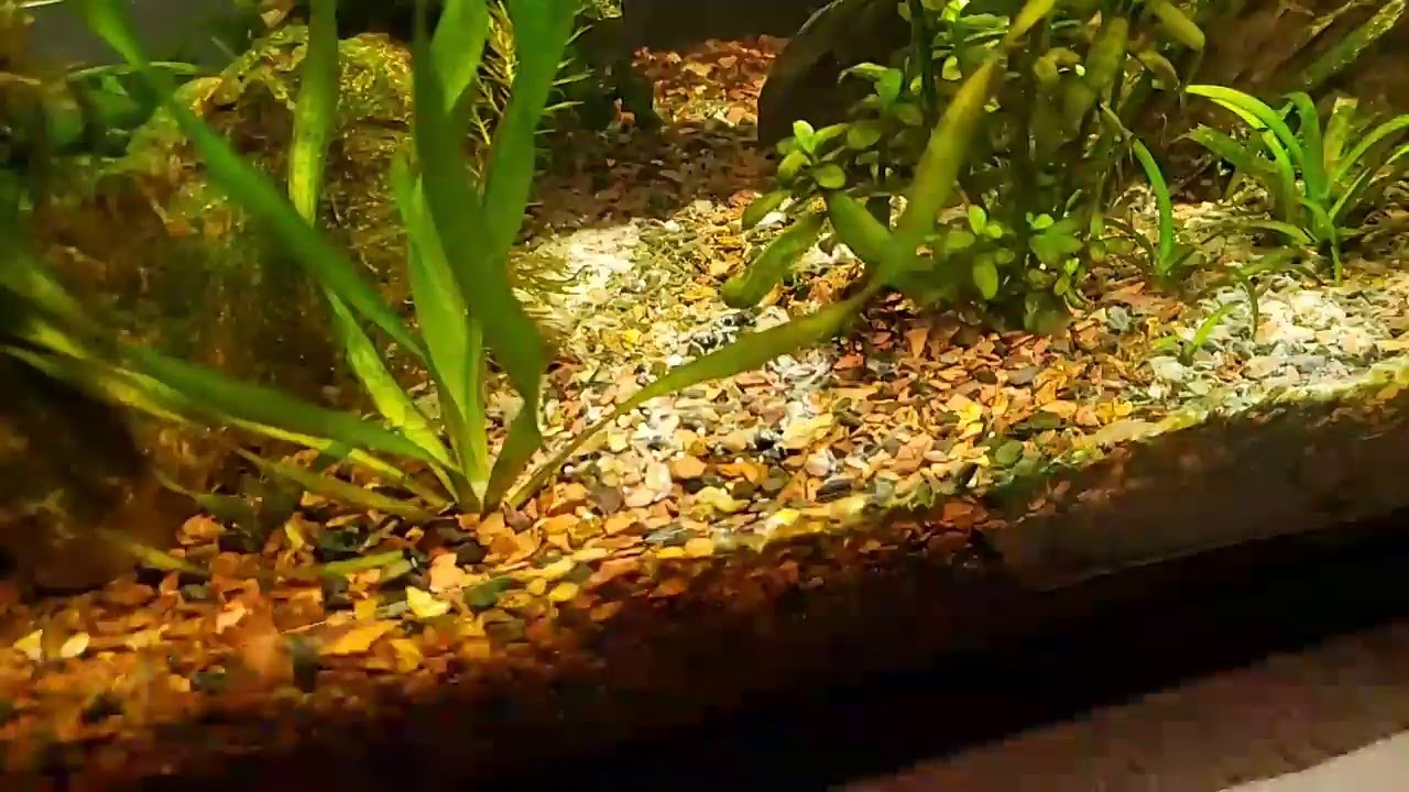 Red Rock Planted Fish Tank - Big Maintenance Day