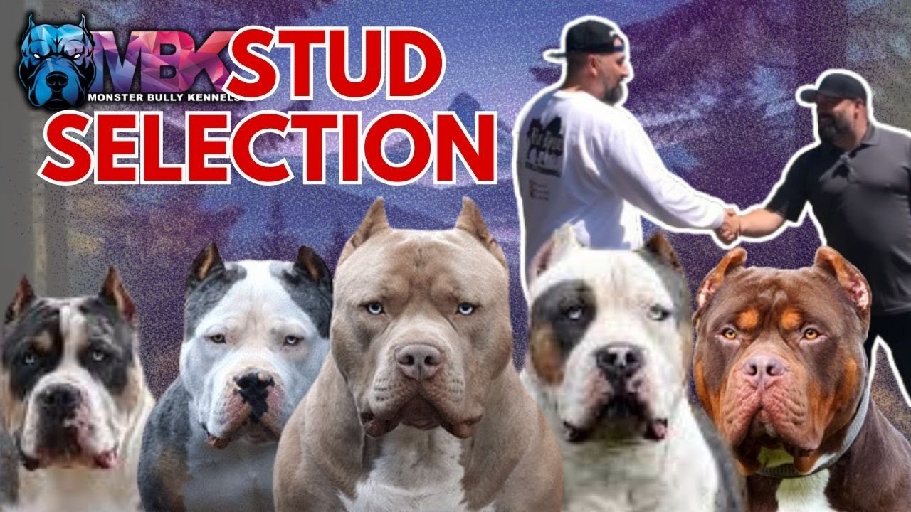Сотрудничество с питомником Monster Bully: кто счастливчик? | HeRoseKennels