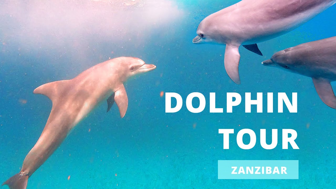 Dolphin Tour | Zanzibar, 2021
