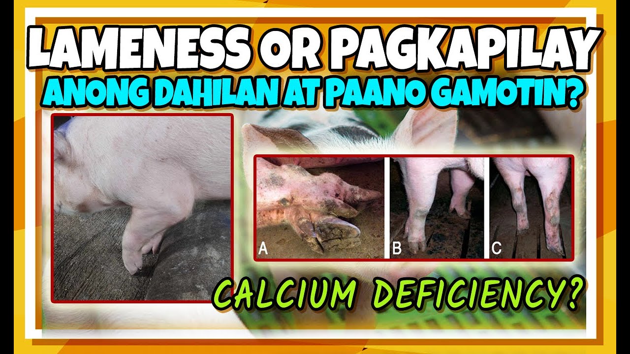 PIGGERY BUSINESS: LAMENESS OR PAGKAPILAY NG BABOY. PAANO GAMOTIN?