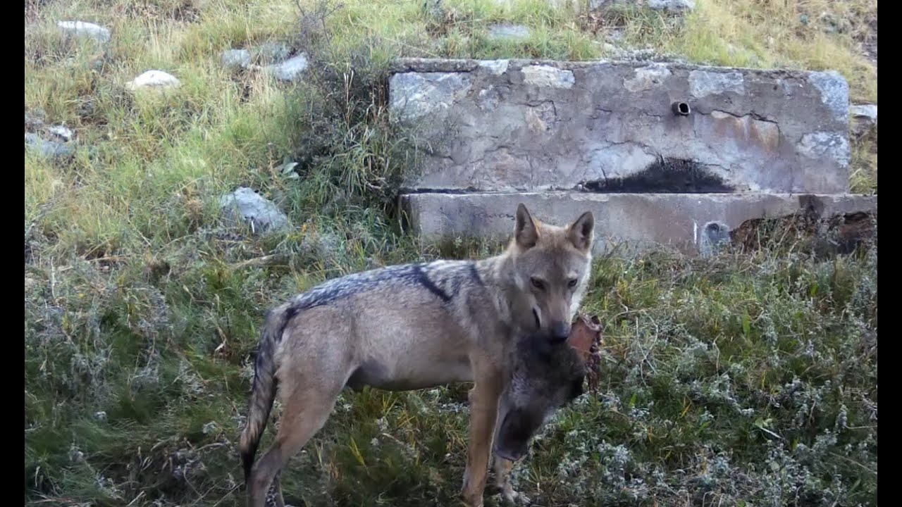 TOROS DAĞLARI FOTOKAPAN KONTROLÜ  2024 2. BÖLÜM!  DOMUZ KAFASI TAŞIYAN KURT !!!