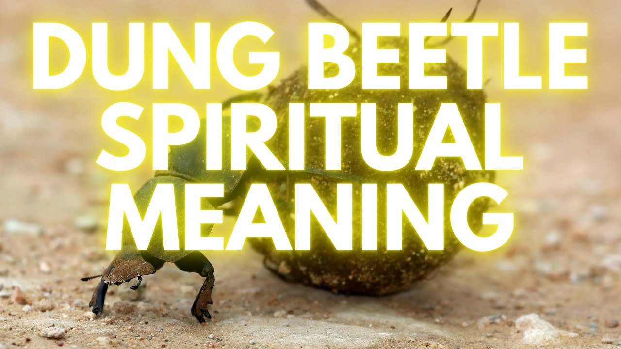 Dung Beetle Spiritual Meaning