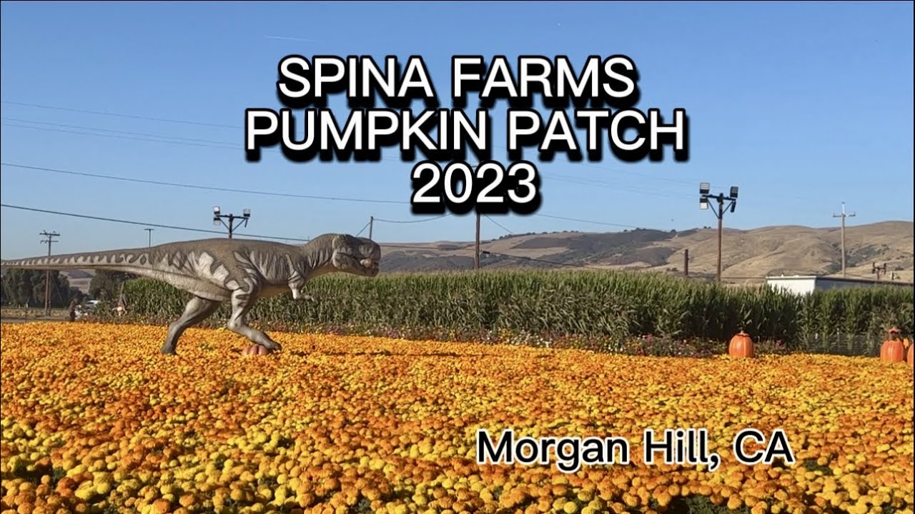 Spina Farms Pumpkin Patch | October2023 | Morgan Hill, CA | Tourist Attraction