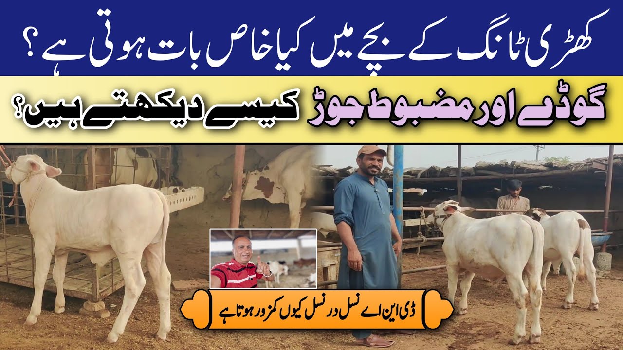 Bachray ki Nishaniyan 🐂 Decode Kero | Calf Quality Signs