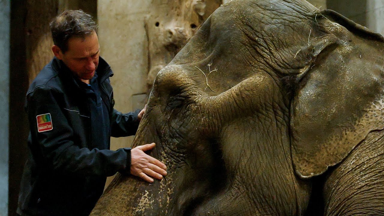 Olifant blaast haar laatste adem uit 🐘