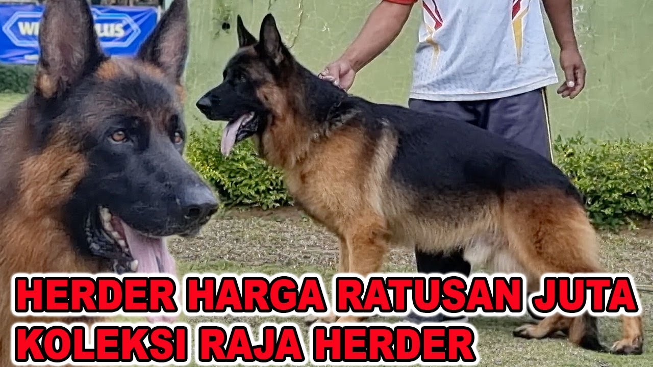 HERDER HARGA RATUSAN JUTA KOLEKSI RAJA HERDER AGNEW TANTO