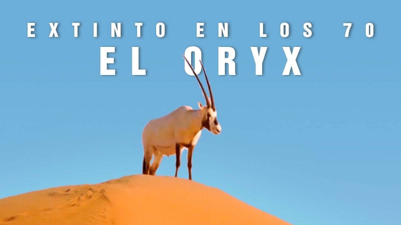 EL ORYX de Arabia | Exterminado en la naturaleza en los 70 | Mini documental | Tan natural