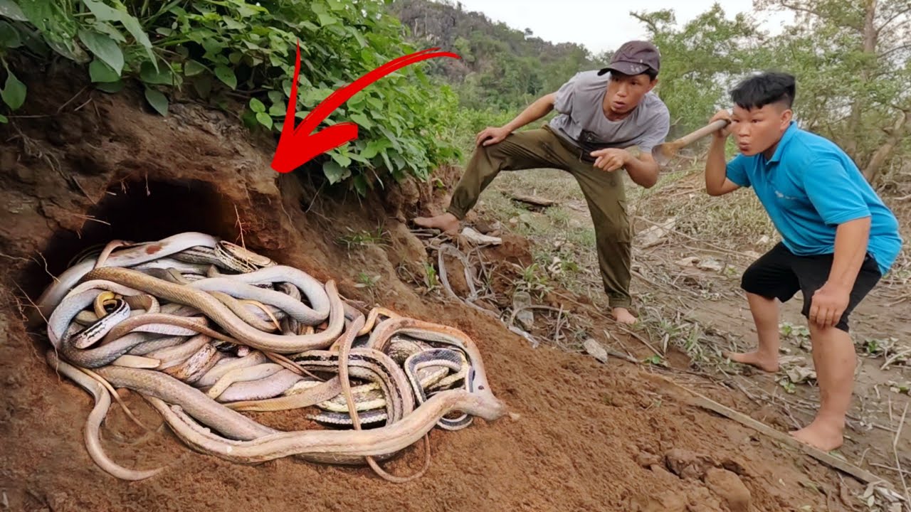 2 Brave Experts Catch 100 Giant Cobra With Their Hands
