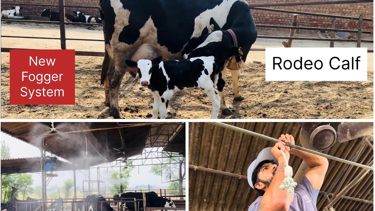 New Fogger System For Cows || Tag no 40 ਗਾਂ ਦਾ ਸੂਆ ਪਿਆ || Rodeo Calf || Bassi Dairy Farm || Punjab
