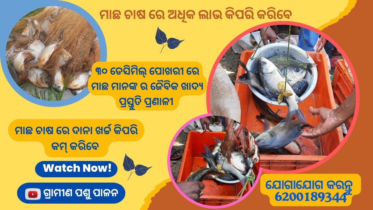 କମ୍ ଖର୍ଚ୍ଚ ରେ ମାଛ ର ପ୍ରାକୃତିକ ଖାଦ୍ୟ ତିଆରି କରନ୍ତୁ ଓ ଲାଭବାନ ହୁଅନ୍ତୁ  (Low cost fish feed making)